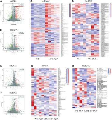 Analysis of lncRNA and mRNA Repertoires in Lung From BAFF-R-Deficient Pneumocystis-Infected Mice